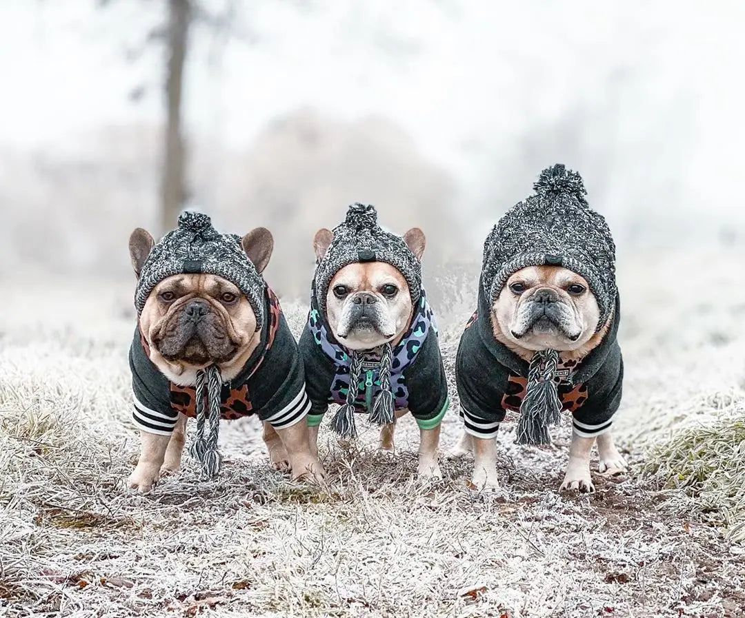 Winter Warm Dog Knitted Hat